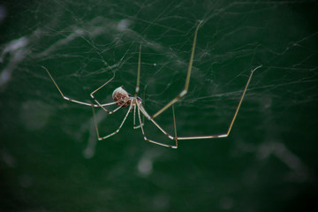 Macro photo of daddy long legs spider (Phalangium opilio). The spider is in its web, hanging down. Green background