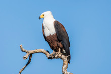 Kruger National Park, South Africa- JULY 2019: African Fish Eagle On A Tree.
