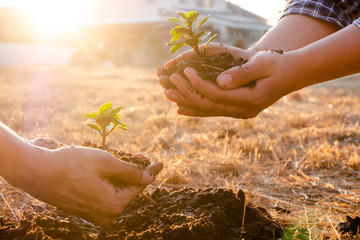 Young men join hands together to plant trees on fertile ground. The concept of protecting nature