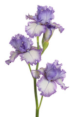 Wall Mural - iris flower isolated