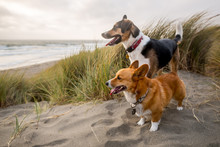 Two Dogs On The Beach In The Dunes At Bodega Bay, California.