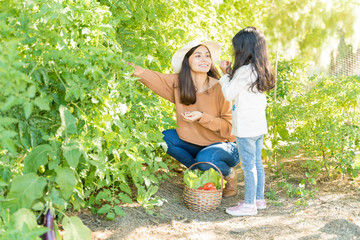 Wall Mural - Family Picking Ripe Vegetables In Garden