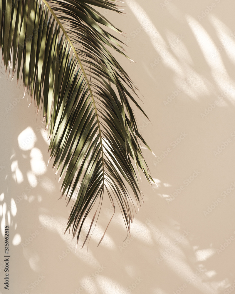 Obraz na płótnie Palm leaf beautiful shadows on the wall. Creative, minimal, styled concept for bloggers. w salonie