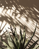 Fototapeta Boho - Palm leaf beautiful shadows on the wall. Creative, minimal, styled concept for bloggers.