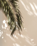 Fototapeta Boho - Palm leaf beautiful shadows on the wall. Creative, minimal, styled concept for bloggers.