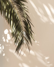 Palm Leaf Beautiful Shadows On The Wall. Creative, Minimal, Styled Concept For Bloggers.