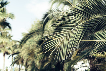 Fototapeta Palm leaf plant. Creative, minimal, styled concept for bloggers.