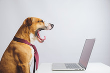 Yawning Dog In A Tie In Front Of A Computer. Business Or Office Concept Of Being Sleepy At Work, Lack Of Energy Or Taking Pets To Work In The Office