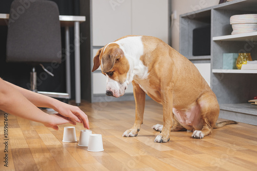 Cuadros en Lienzo Cute dog playing the shell game with her human