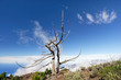 Auf einem hohen Bergkamm steht ein malerischer vertrockneter Baum, darüber blauer Himmel mit wenigen markanten weißen Wolken, Ausblick auf das Meer - Location: Spanien, Kanarische Inseln, La Palma