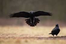 Common Raven, Corvus Corax, Northern Raven