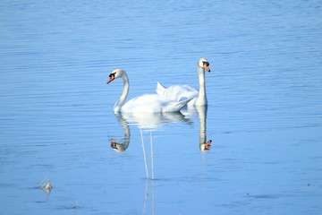 Wall Mural - Swans couple on the lake