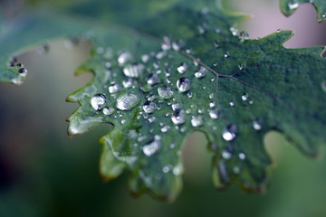 Raindrops on a green leaf