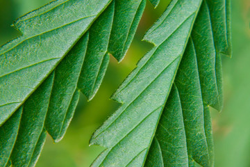 Beautiful background of green cannabis leaf, hemp macro, marijuana close up. The place for copy space. Detail of marijuana. Cannabis for the production of CBD oil