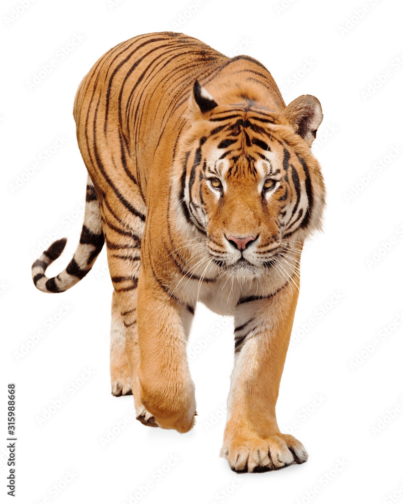 Tiger walking on white background - obrazy, fototapety, plakaty 