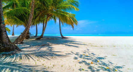 Shadows of palm trees on the sandy seashore of tropical paradise