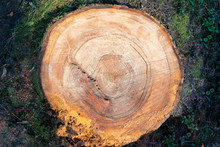 Cross Section Of A Tree Trunk With Rings Of Wood And Numerous Cracks.  Wood With Saw Marks