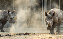 Dangerous African Animals Close Up. Two Rhinos Running To Camera.