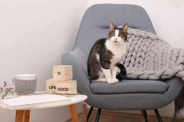 Wall Mural - Life is good. Cute cat sitting on comfortable armchair covered with soft blanket. Relax and positivity concept