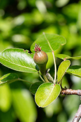 Wall Mural - Little pear ripening on a pear tree in an orchard