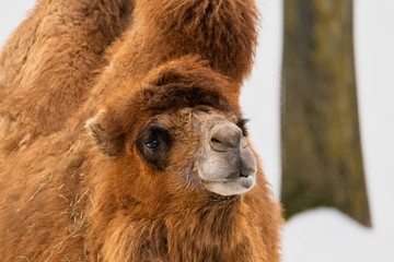 Poster - close up head shot of Camel 