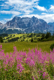 Fototapeta Natura - flowers and mountains