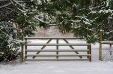 Farm Gate After A Recent Snowfall.  Entrance To A Pastureland Is Blocked During A Winter Snow Storm Framed By Cedar Trees. 