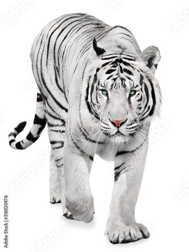 Fotografía Strong white tiger walking, isolated on white background