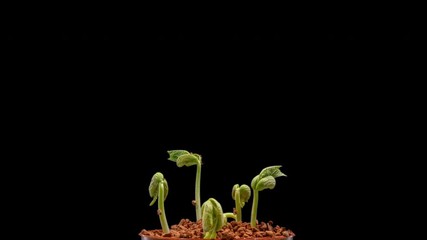 Canvas Print - Germination of bean seeds on a black background, time lapse