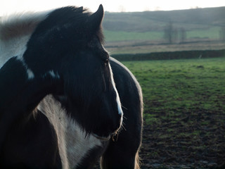 Horse in field looking right