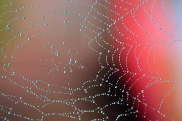Wall Mural - Close-up and background of a round spider web with many drops of water that glisten in the sun and in nature against a red background and reflect a house in the drops