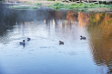 Wall Mural - Mallards swimming in the pond of the natural park in the early morning.