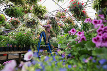 Worker Checking Hanging Basket In Plant Nursery Greenhouse