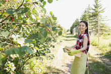 Smiling Woman With Box Of Apples In Orchard