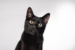 Close up of black domestic house cat wide green eyed long whiskers on solid background 
