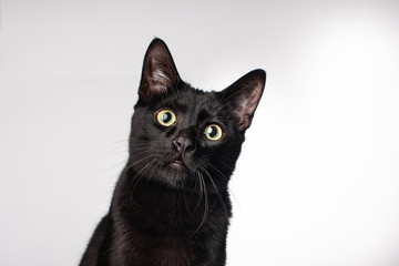 Close up of black domestic house cat wide green eyed long whiskers on solid background 