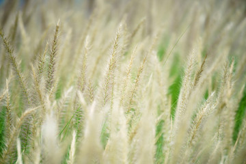 close up of beautiful reeds grass field