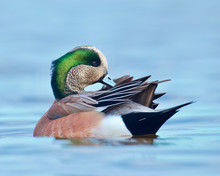American Wigeon Preening On The Water - Showing Highly Detailed Wing Plumage