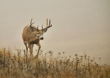 Large Whitetail Buck Deer In A Meadow With A Foggy Ethereal Background