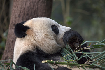 Wall Mural - Side Portrait Photograph Smart Panda Bear thinking, pondering expression. Ya'an, Sichuan Province China. Protected Species, Cute Young Fluffy Panda in the forest. Chinese Wildlife