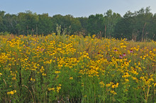 Landscape Of A Summer Wildflower Prairie With Yellow And Purple Coneflowers, Michigan, USA