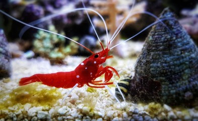 Wall Mural - Red Blood saltwater cleaner shrimp - Lysmata Debelius