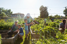 People Tending To Sunny Community Vegetable Garden