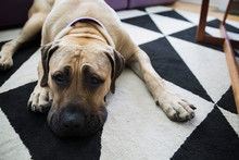 Tired Bull Mastiff Mix Dog Laying Living Room Rug