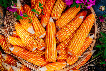 Wall Mural - Dried corn cobs in bamboo basket