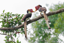 Helmeted Hornbill(Buckeroos Vigil) Male And Female With Fruit On The Branch In Nature At Hala-bala National Park,Lovers Hornbill ,Southern Thailand