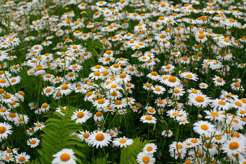 daisies flower meadow, gardening concept