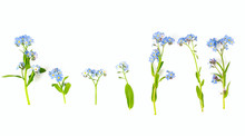 Bunch Of Fresh Blue Forget Me Not Flower