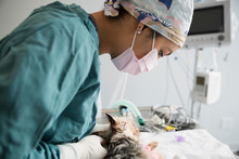 Focused Veterinarian Performing Surgery On Small Dog