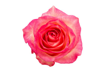 Red rose isolated on the white background